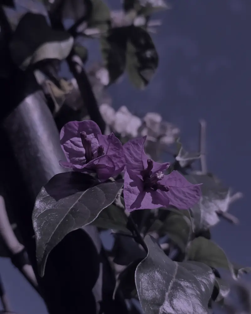 Buganvilia violeta fotografiada por Marco, tratada en duotono